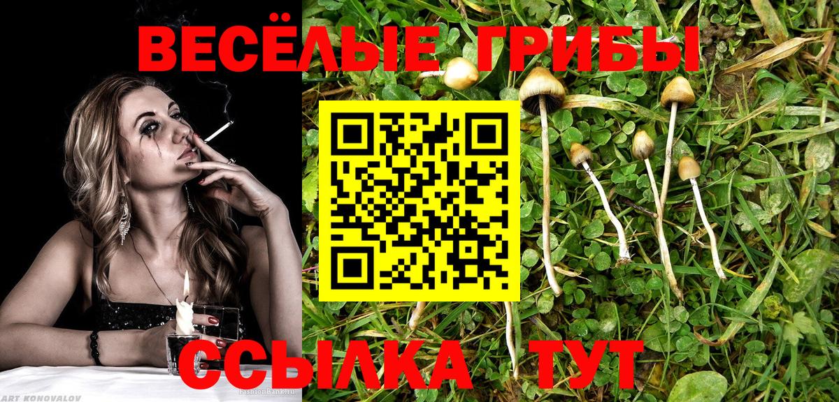 Галлюциногенные грибы Psilocybe Новочеркасск